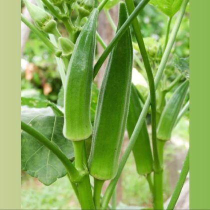 Green okra 40Seeds Pack