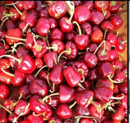 Round chilli 100 Seeds Pack