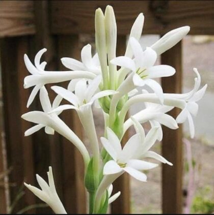 Tuberose bulbs